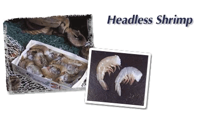 Headless shrimp