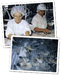 shrimp processing